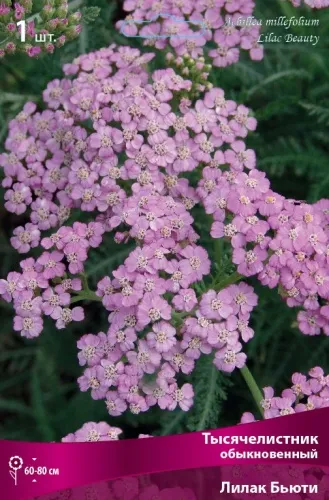 Кореневище Тысячелистник обыкновенный Лилак Бьюти 1шт Поиск 