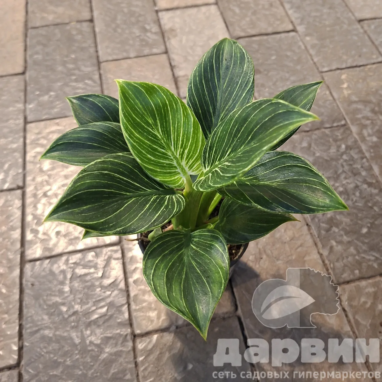 Филодендрон микс цветов d10 ЯР 