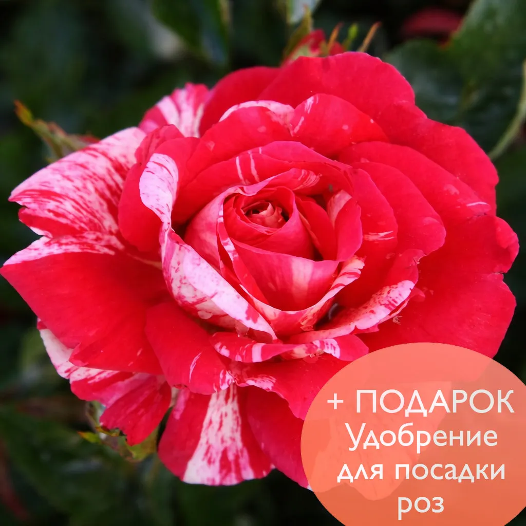 Роза флорибунда Папагено в коробке Биосфера 