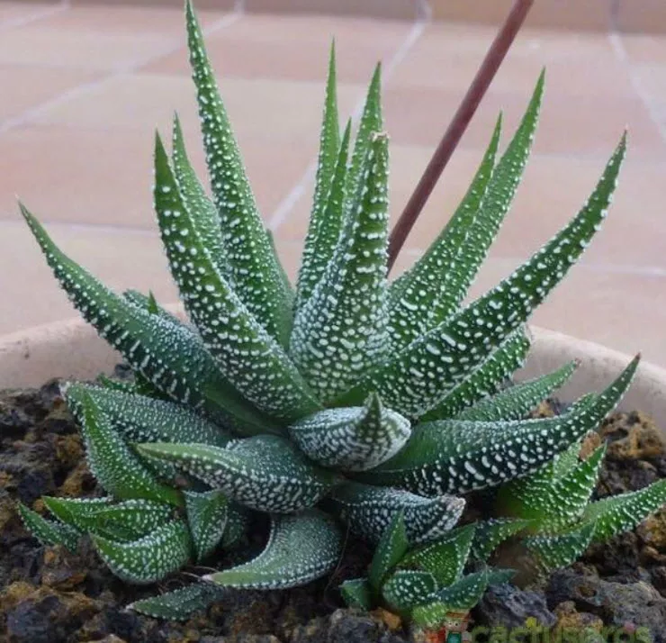 Алое Хавортия микс d8 h13 