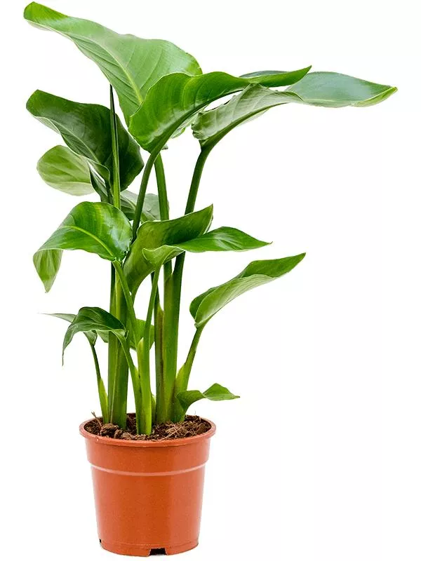 Стрелиция Николай d21 h120 