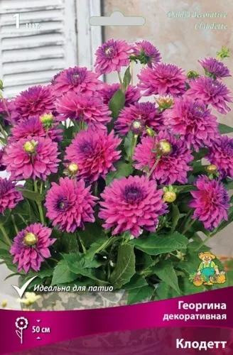 Клубень Георгина декоративная Клодетт I 1шт Поиск 