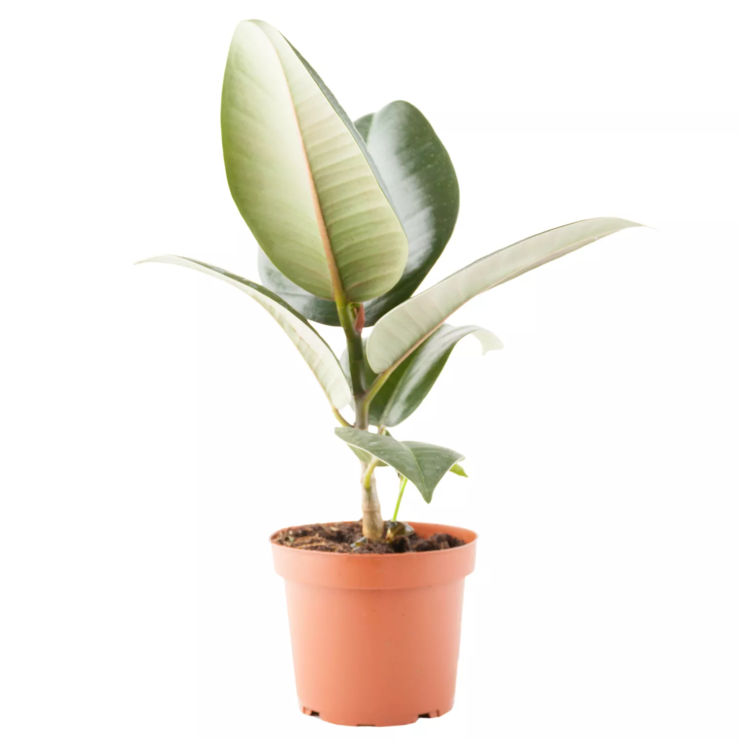 Фикус Эластика d12 