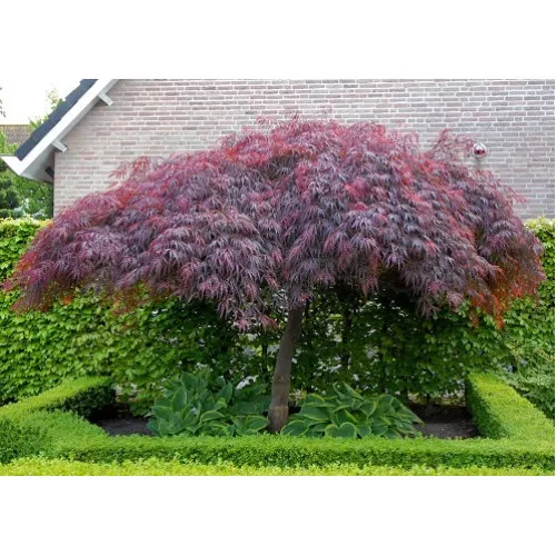 Клен веерный Гарнет v2 Tim 