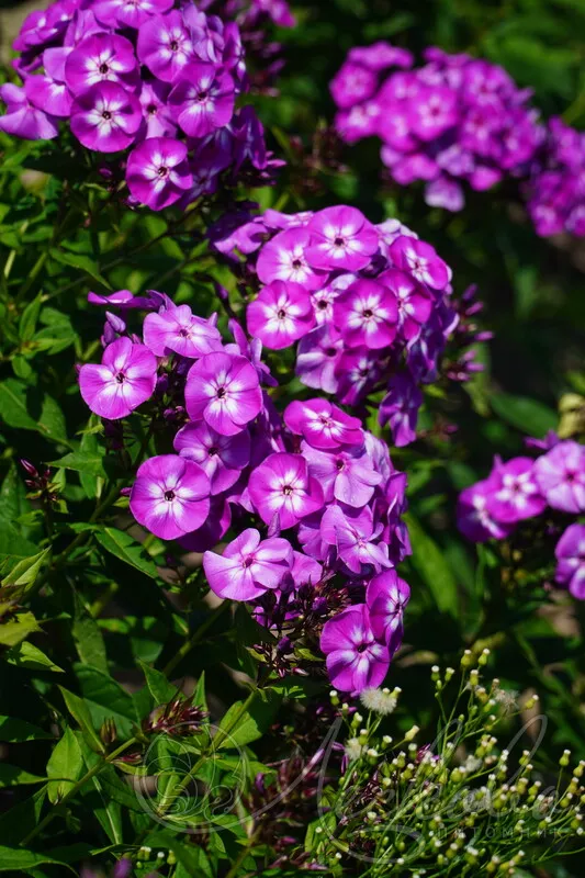 Флокс метельчатый Лаура d15 ХР 