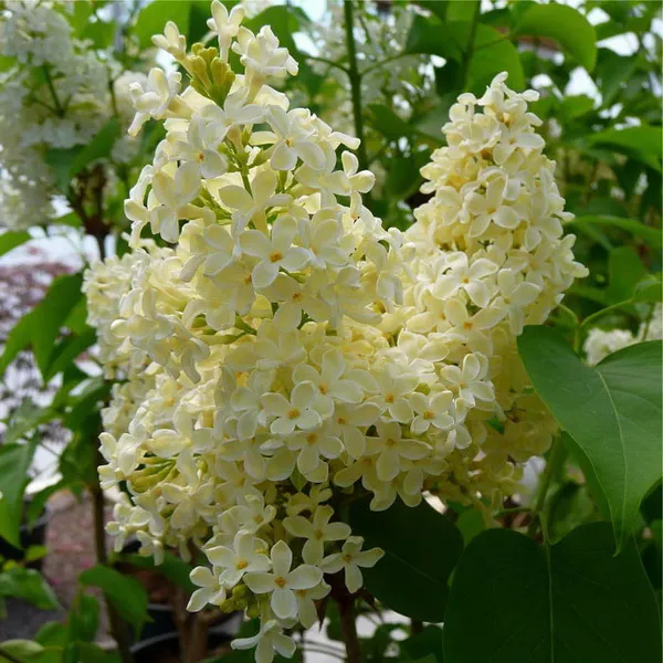 Сирень обыкновенная Примроуз с2/20-30 UL 