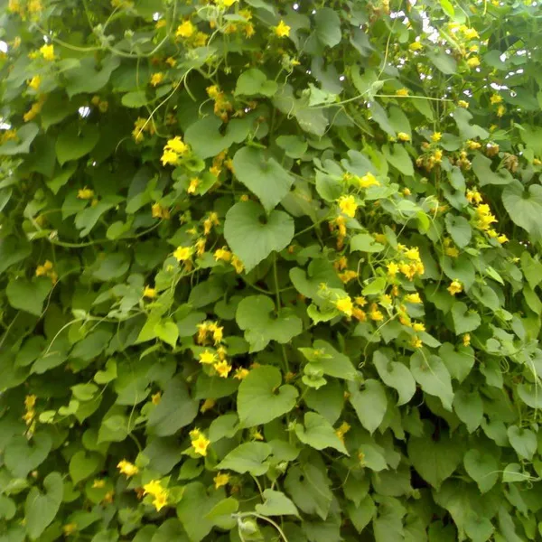 Древогубец Диана v2 CL 