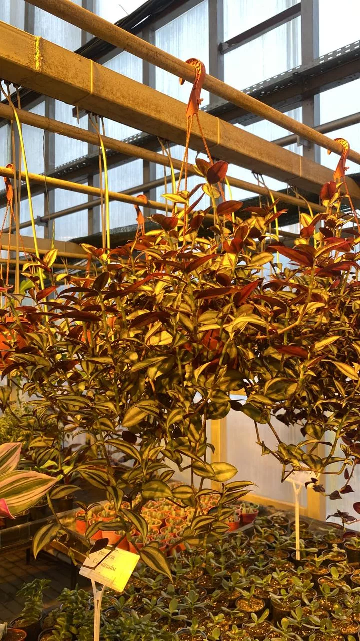 Традесканция Зебрина в кашпо d23 Tim 