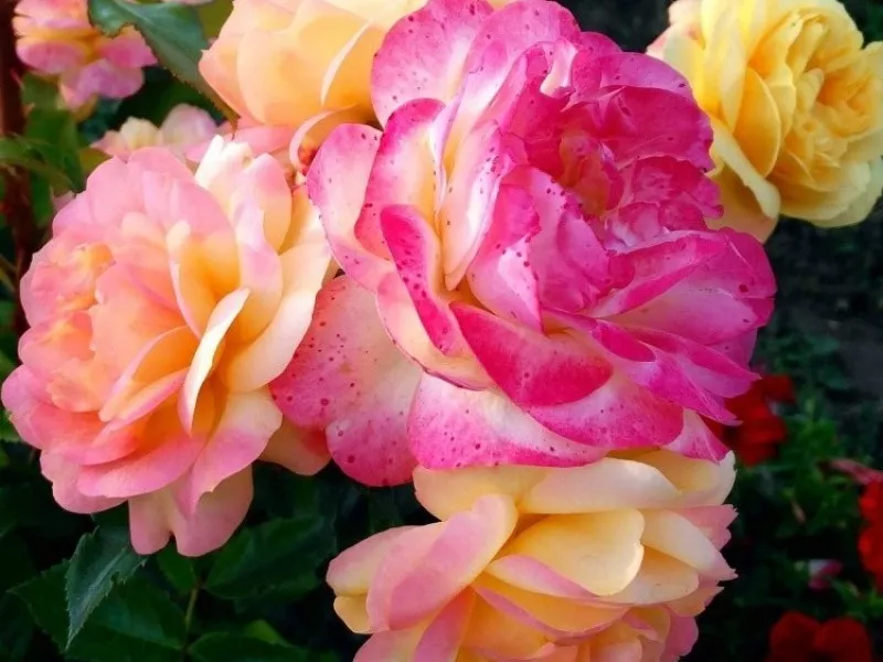 Роза флорибунда Цыган в коробке ZP 