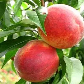 Персик Память Симиренко С10 Н140-160 ЦО 