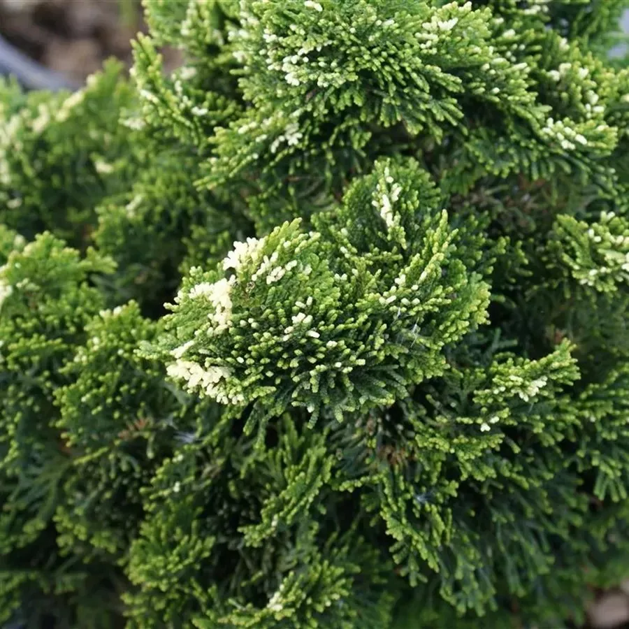 Кипарисовик тупой Тоня 30-40 cm cont. 7,5L  Mt 