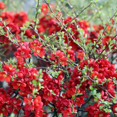 Айва японская Сарженти P17 h30-35 Tw5 