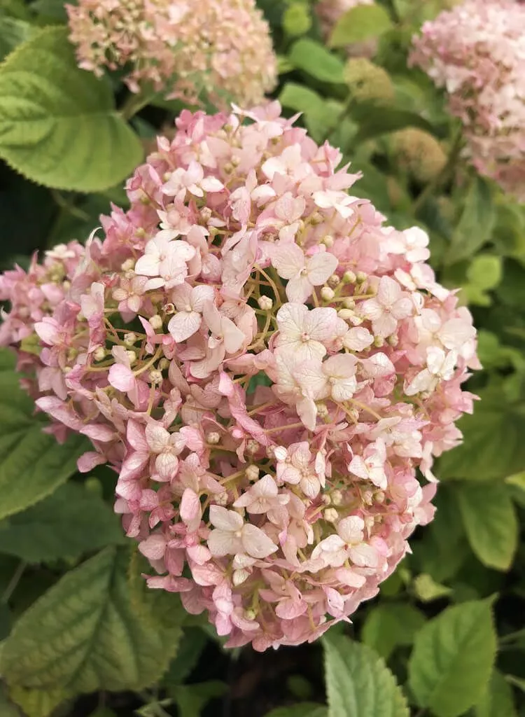 Гортензия древовидная Кендибелл Маршмеллоу v15 YP 