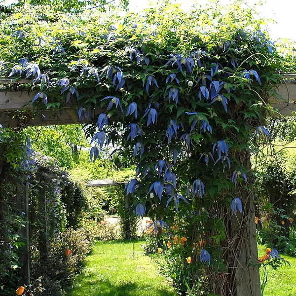 Клематис Франки, Р7 