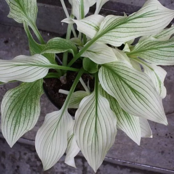 Хоста Зебра Страйпс v2 Tim 