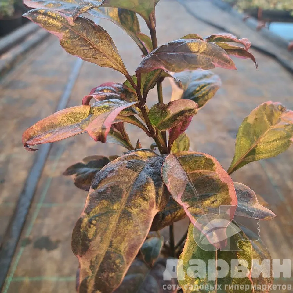 Псевдоэрантемум d12 Tim 