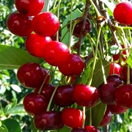 Вишня Шубинка поздн v7 80-100 Tim 