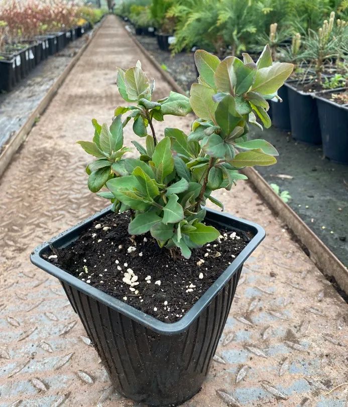 Жимолость каприфоль душистая v2 Lav 