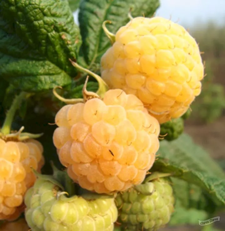 Малина Порана роса v5 Tim по цене  Малина Порана роса v5 Tim