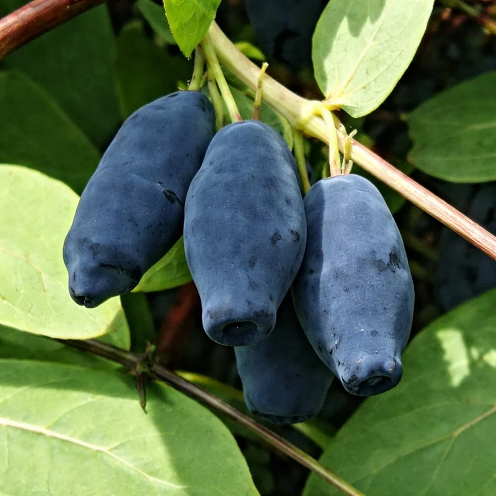 Жимолость Челябинка h40-60 v5 Lav 