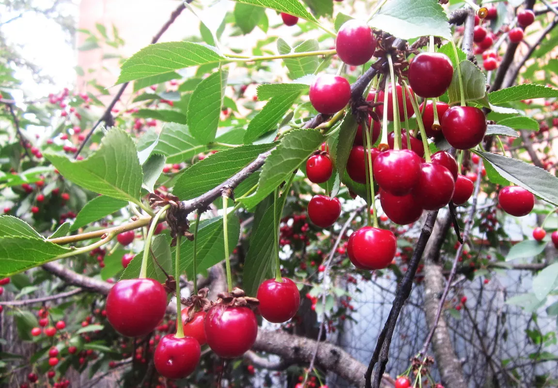 Вишня Татьяна v5 100-140 Lav 