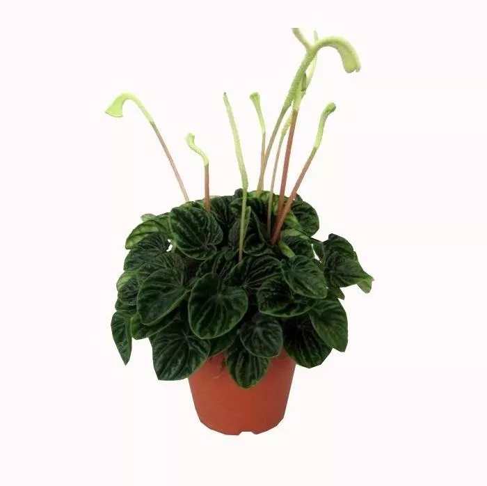 Пеперомия Лилиан d11 Tim 