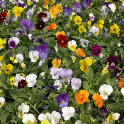 Виола (фиалка) гибридная многолет., смесь окрасок d12 ХР 