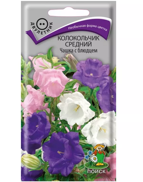 Семена колокольчик средний Чашка с блюдцем 0,2г Поиск 