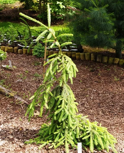 Ель обыкновенная Ротенхаус v7,5 80-100 