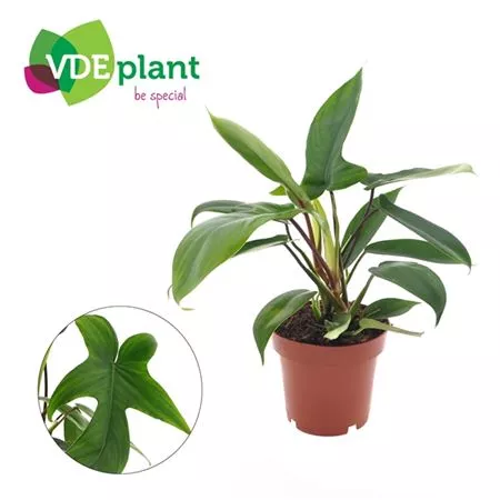 Филодендрон Флорида Грин d16 h50 