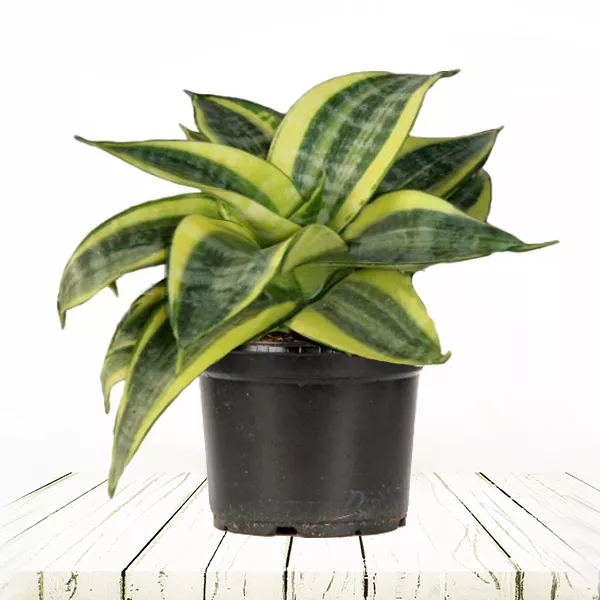 Сансевиерия Ханни Блэк d11 h20 