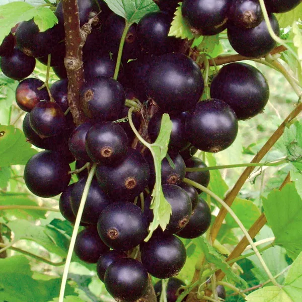 Смородина черная Фортуна, Р9 Tim 