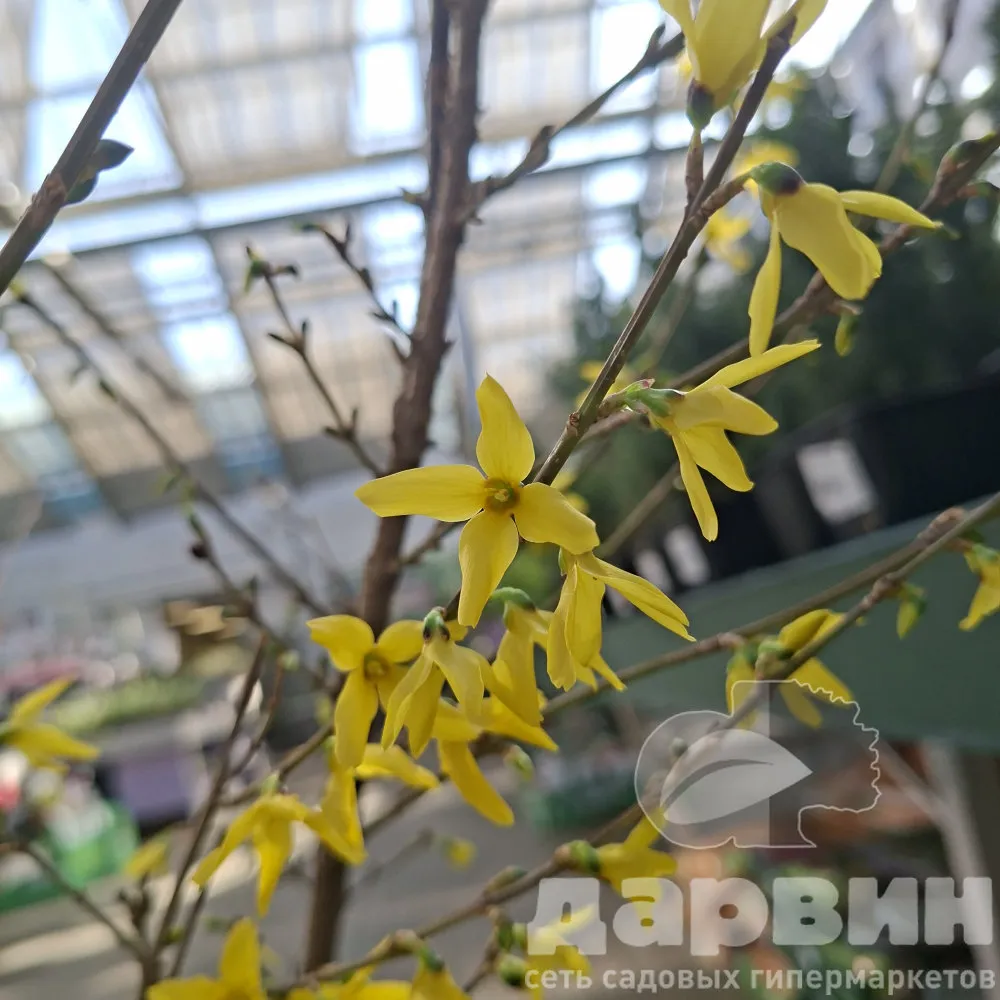 Форзиция промежуточная Викенд в 7.5 х80-100 лав (2) ватермарка