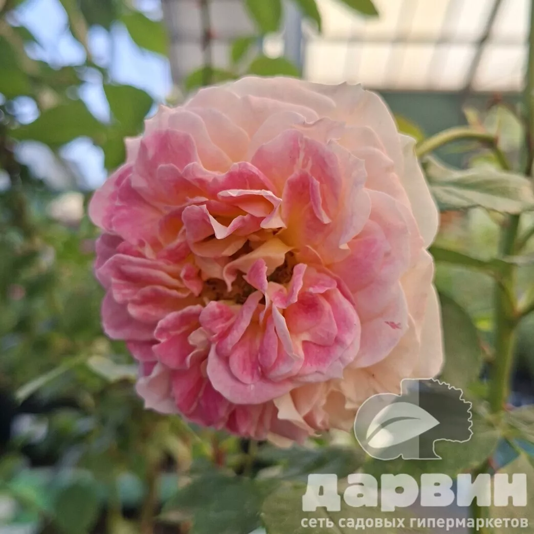 Роза плетистая Цезарь v5 Lav 