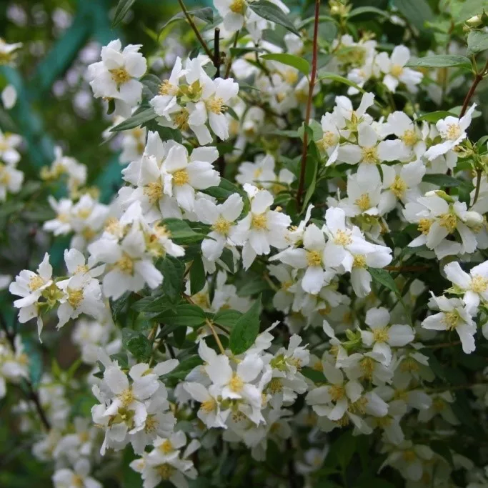 Чубушник венечный Земляничный v2 Lav 