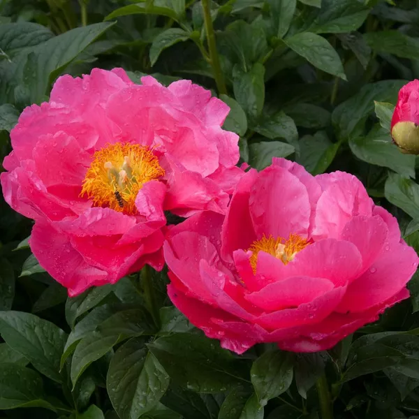 Пион Паула Фей v15 Tim 