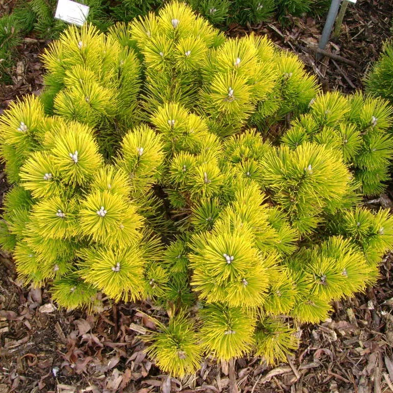 Сосна горная Голден Глоу 25-30 Mt 