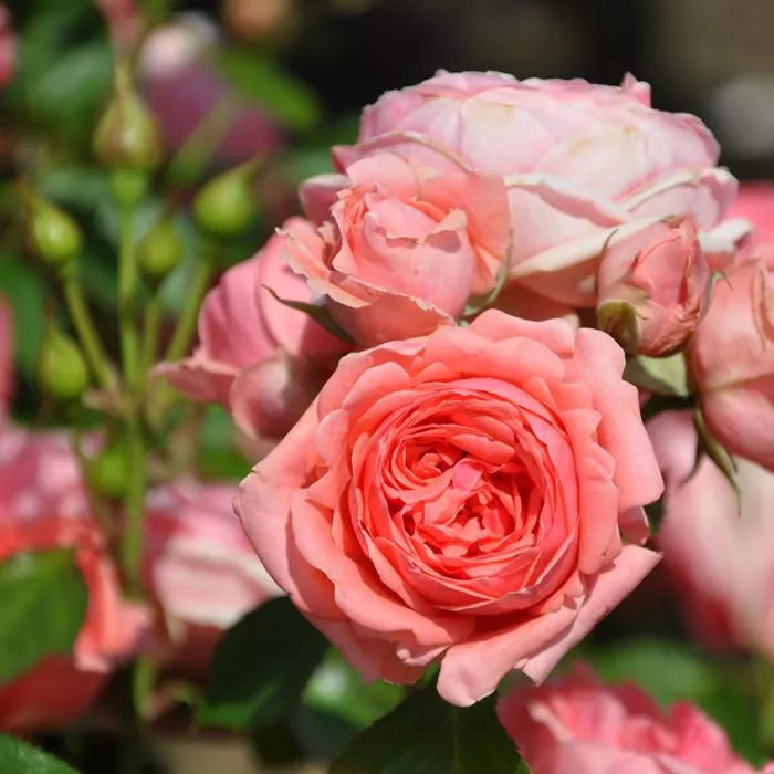 Роза флорибунда Кимоно v3 Lav 