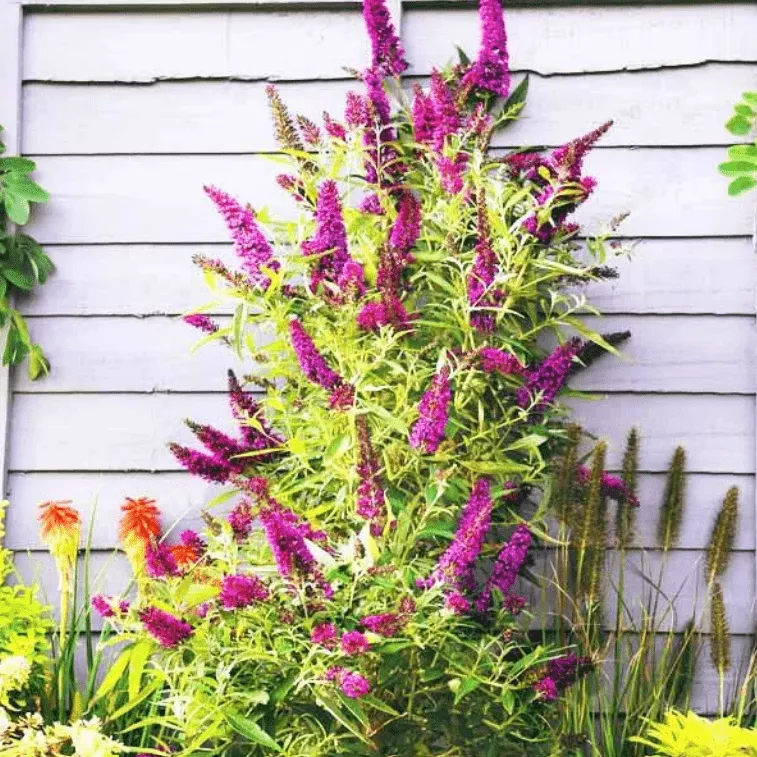 Буддлея давида Баттерфляй Тауэр v2 Lav 