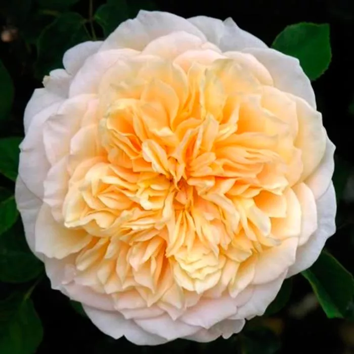 Роза шраб Вел Бинг с5, Tim 