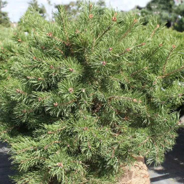 Сосна обыкновенная var. lapponica 'Fritsche'# Co -15 20 