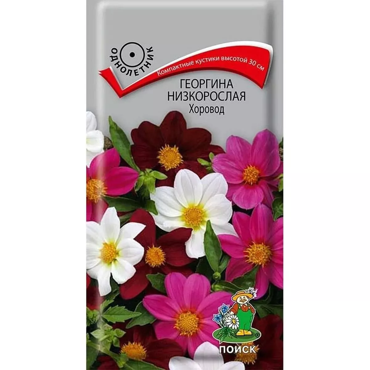 Семена георгина Хоровод низкорослая ц/п 10шт Поиск 