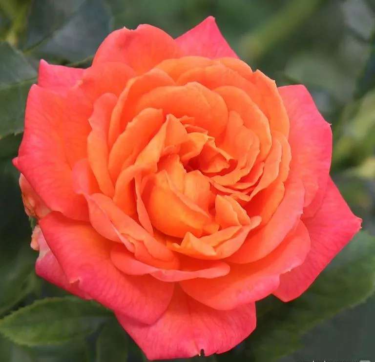 Роза чайно-гибридная Вулкан штамб v11 90см Dem 