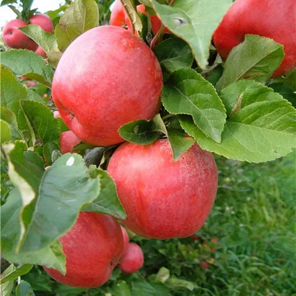 Яблоня Хани крисп 3-х летка Tim 