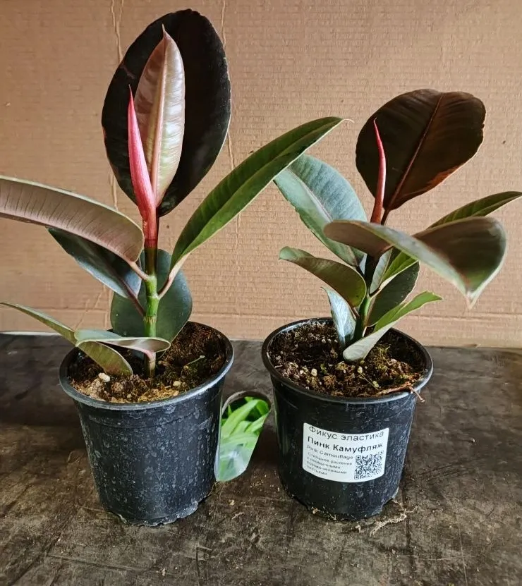 Фикус эластика Пинк Камуфляж d12 ХР 