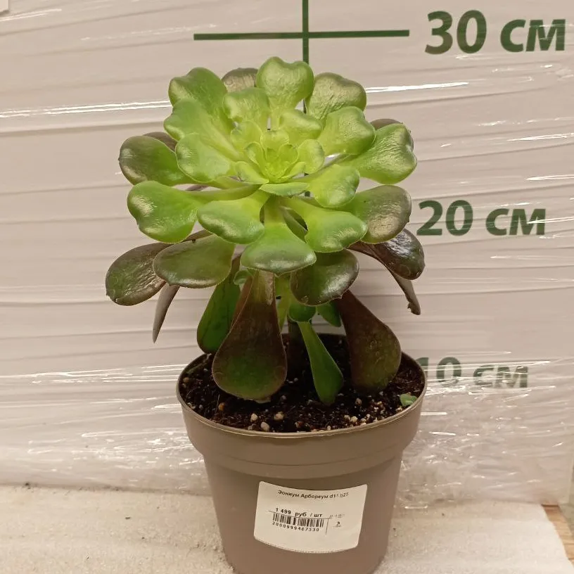 Эониум Арбореум d14 h25 