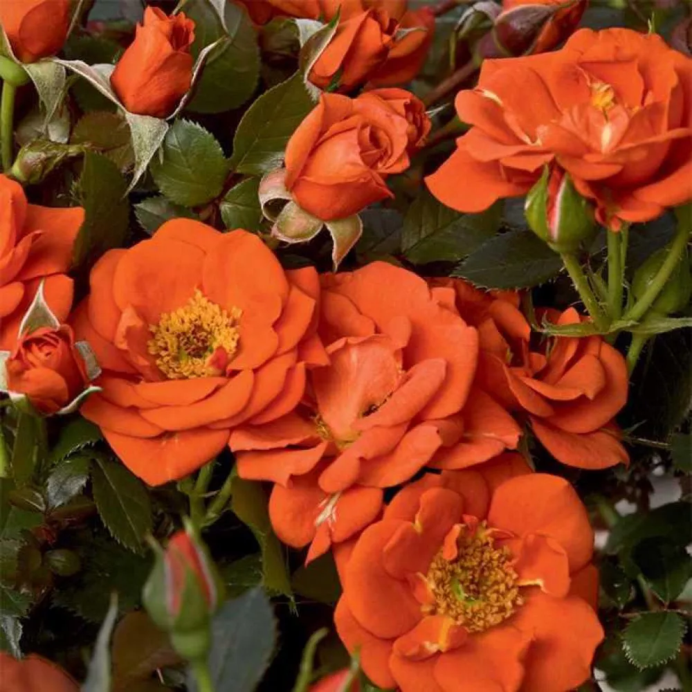 Роза почвопокровная Миниатюр Ориндж в коробке ЦО 