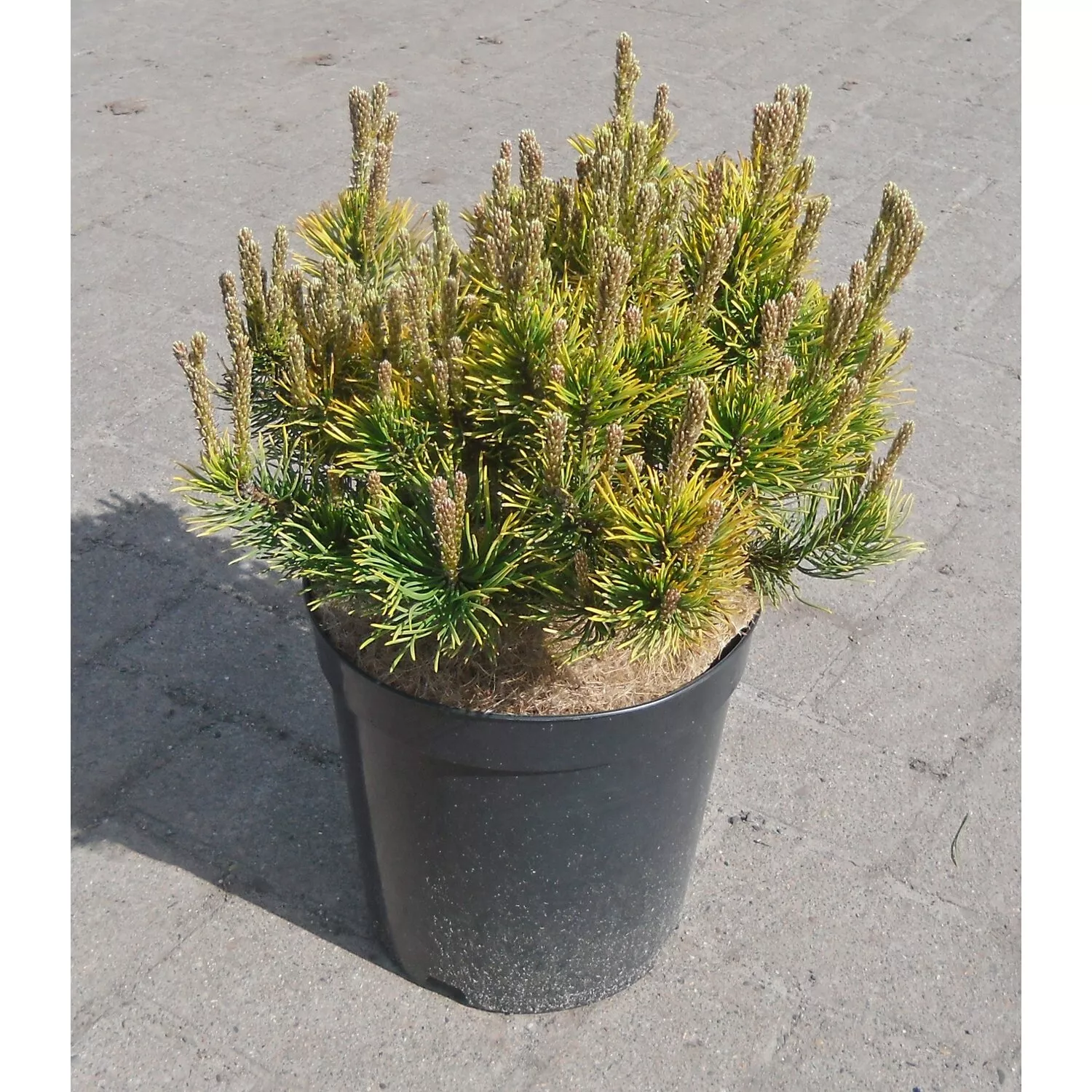 Сосна горная Карстенс Винтер Голд v5 20-25 