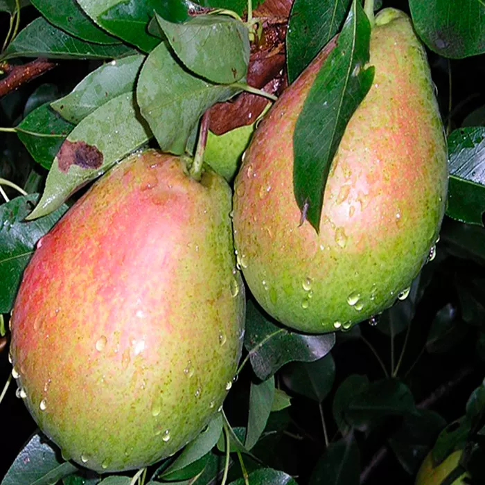 Груша Аллегро 3-х летка 