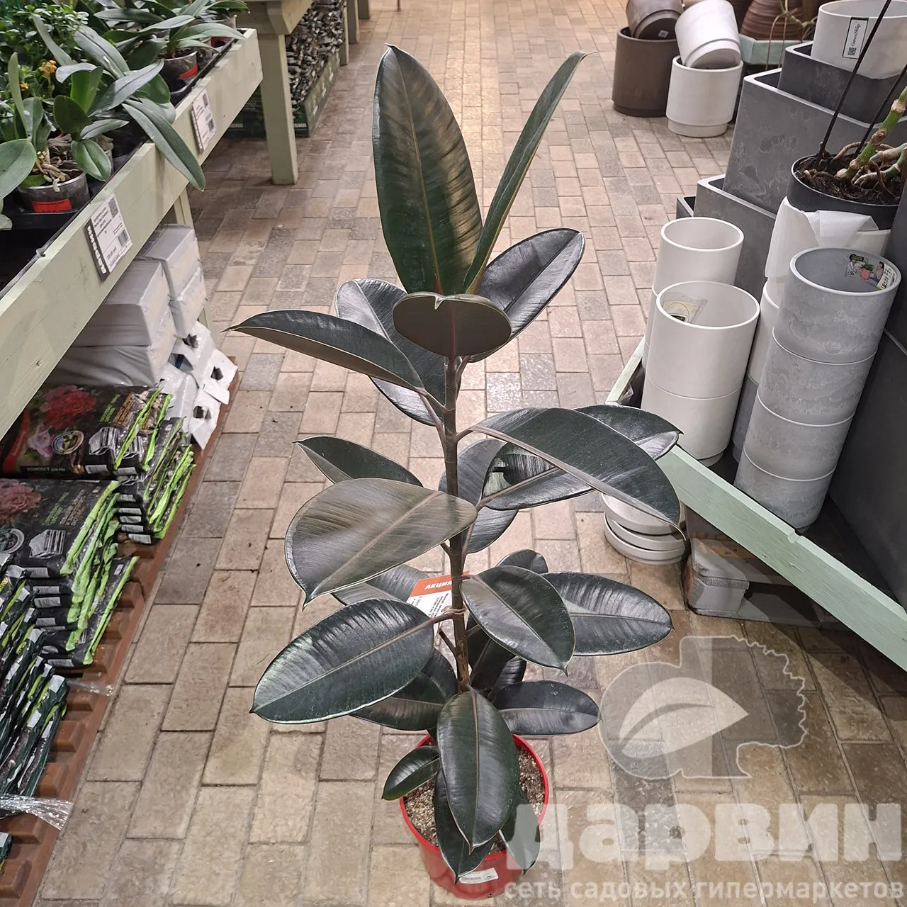 Фикус эластика Абиджан д25 х100-140 тим WM